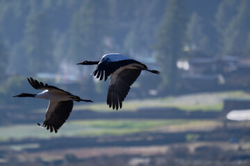 Naklejka premium Black-necked Crane Flying in Remote Himalayan Valley 