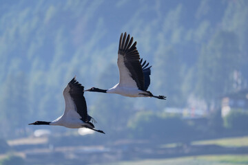 Naklejka premium Black-necked Crane Flying Over Bhutanese Landscape 