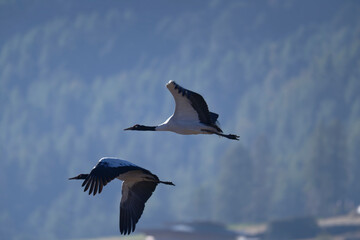 Naklejka premium Black-necked Crane Against Clear Sky in Bhutan 