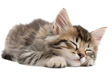 Sleepy kitten lying down calmly. Cute kitten isolated on transparent background.
