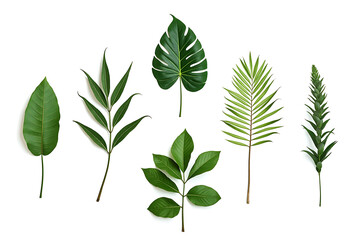 Fototapeta premium Collection of Six Diverse Green Leaves Isolated on a Clean White Background, Botanical Variety and Design Elements