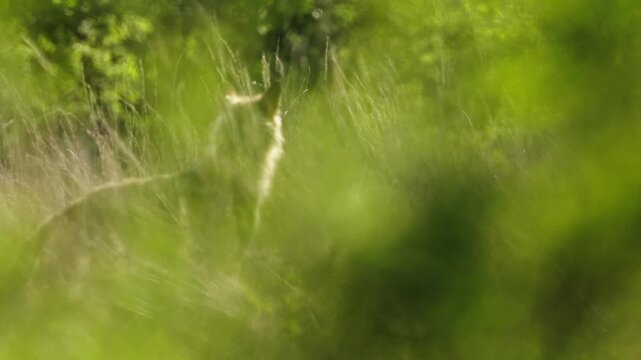 Wolf walking in tall grass, slow motion