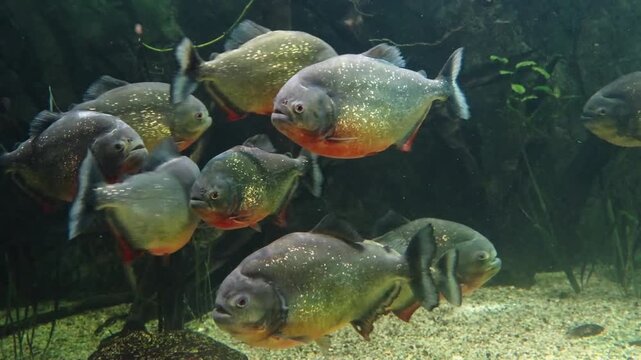 School of piranhas in the fish tank