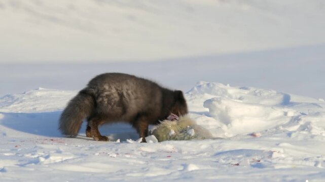 Wolverine eating its prey