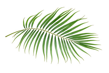 Isolated Fresh Green Palm Frond on a Clean White Background