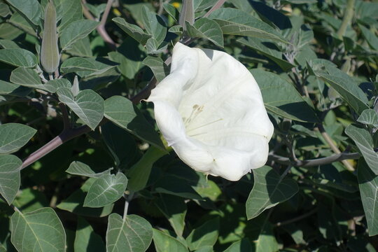 Macro of one white flower of Datura innoxia in September