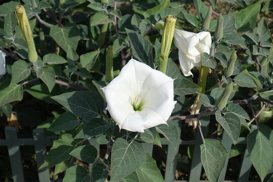 One white flower of Datura innoxia in mid September