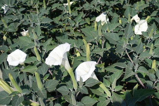 Several white flowers of Datura innoxia in mid September