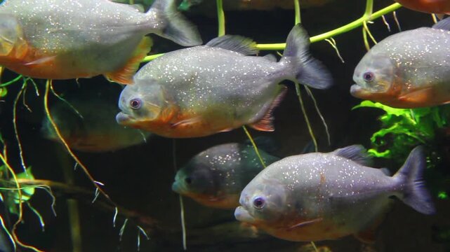 School of piranhas in the fish tank, slow motion