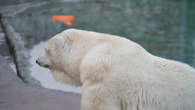 Polar bear sitting by the pond