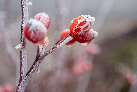 Close-up of frost-covered rose hips on a bare branch. Red wild rose berries photographed outdoors in cold weather, showing icy texture and winter plant detail. - Powered by Adobe