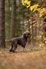 A dark brown Lagotto Romagnolo stands on alert in a wooded area. There are yellow leaves in the background, indicating it is autumn