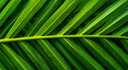 Palm leaf green tropical nature pattern lush texture vibrant tropical palm leaf green pattern