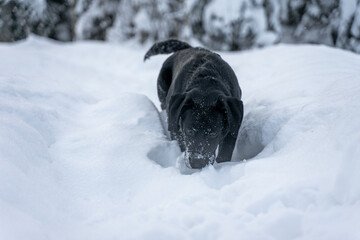A Labrador puppy sniffs the snow