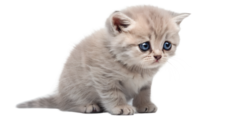 Sad kitten with expressive eyes. Emotional kitten isolated on transparent background.