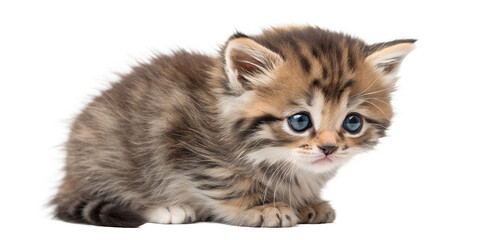Sad kitten with expressive eyes. Emotional kitten isolated on transparent background.