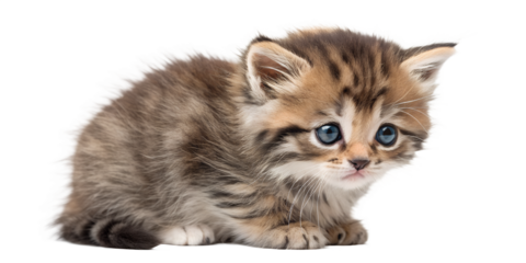 Sad kitten with expressive eyes. Emotional kitten isolated on transparent background.
