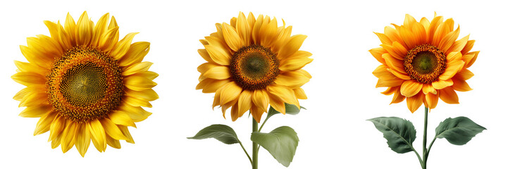 Obraz premium Three bright yellow and orange sunflowers with green leaves isolated on a transparent background