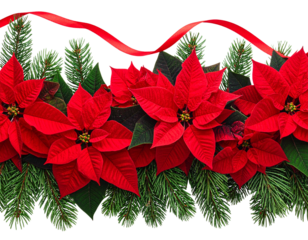 Red poinsettia flowers and pine twigs in a Christmas waved arrangement isolated on transparent background.