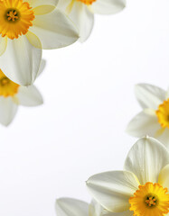 Daffodil flowers