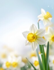 Daffodil flowers