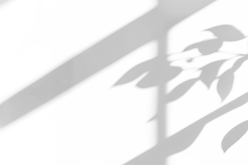 branch of a tree with leaves shadow,shadow overlay effect of natural tree leaves shadow and window shadow over on white wall,abstract summer sunlight shadow on transparent background,branch shadow