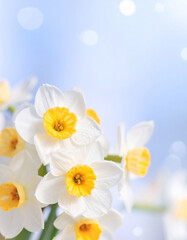 Daffodil flowers