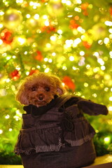 クリスマスシーズンの公園を散歩するトイ・プードル