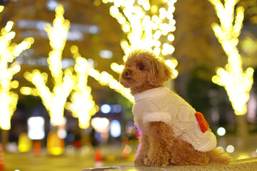 イルミネーションされた公園を散歩するトイ・プードル