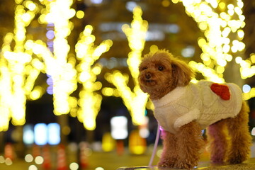 イルミネーションされた公園を散歩するトイ・プードル