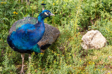 Obraz premium peacock in the park