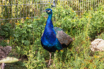 Obraz premium Peacock Standing in Zoo Enclosure
