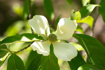 Obraz premium Cornus Capitata tree aka the evergreen dogwood and himalayan strawberry tree. Large white flowers on a tree in the garden.