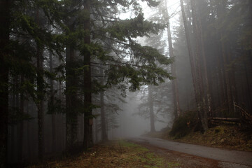 Fototapeta premium dettagli di un fitto bosco di conifere in montagna, nelle Alpi Italiane, di pomeriggio, in autunno, avvolto nella nebbia