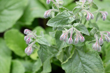 The purpose and pink flowers of Borago officinalis