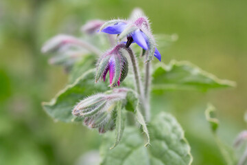 The purpose and pink flowers of Borago officinalis