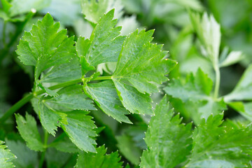 Celery or Apium graveolens growing on the pot in the garden.