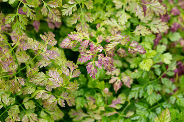 Chervil (Anthriscus cerefolium), beautifully growing chervil in spring time. Background made of colorful leaves of a medicinal plant. Green foliage. Close up view.