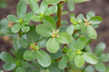 Portulaca oleracea (common purslane, verdolaga, pursley) in field. It is used as traditional Chinese medical herbal, which has cooling and detoxification effect.