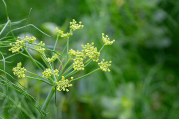 Flowers and leaves of fennel or dill or Foeniculum in the garden. Fennel fruits and essential oil are used in cooking as a spicy seasoning. Green fennel leaves are added to salads.