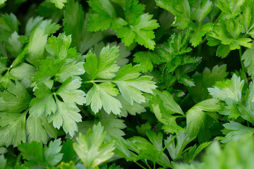 A selective focus shot of leaves of garden parsley