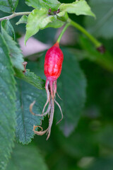 Branches of ripe red rose hips in the forest in autumn.
