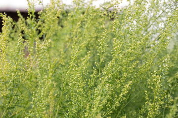 Plant Estragon or Tarragon (Artemisia dracunculus) is a spice used in pickling, canning, and is an excellent seasoning for meat dishes. It has phytoncide properties.