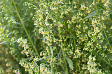 Plant Estragon or Tarragon (Artemisia dracunculus) is a spice used in pickling, canning, and is an excellent seasoning for meat dishes. It has phytoncide properties.