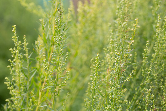 Plant Estragon or Tarragon (Artemisia dracunculus) is a spice used in pickling, canning, and is an excellent seasoning for meat dishes. It has phytoncide properties.