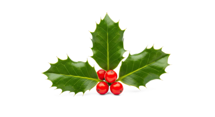 A Christmas holly berry with green leaves and red berries on a white background.