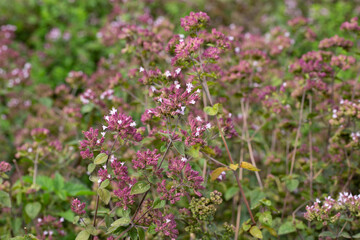 Fototapeta premium Oregano Origanum vulgare purple violet flowers on nature. A medicinal plant that is also used as a spice; a good honey plant.