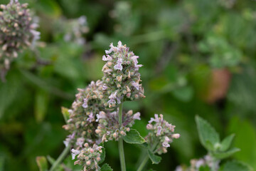Catnip (lat. Nepeta cataria) - medicinal plant blooms on a Sunny spring day. Catnip, lemon mint - The plant contains up to 3 essential oil, which gives it a strong, distinctive ("lemon") smell that