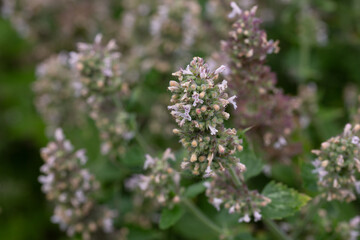 Catnip (lat. Nepeta cataria) - medicinal plant blooms on a Sunny spring day. Catnip, lemon mint - The plant contains up to 3 essential oil, which gives it a strong, distinctive ("lemon") smell that