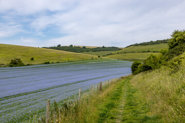 A footpath running alongside farmland in the South Downs, with a crop of linseed in bloom